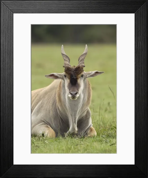 Framed Print : DDE-90019707 Framed Print : DDE-90019707