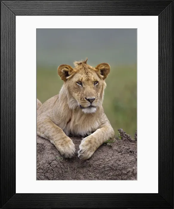 Framed Print : DDE-90019711 Framed Print : DDE-90019711