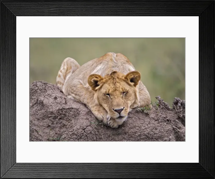 Framed Print : DDE-90019710 Framed Print : DDE-90019710
