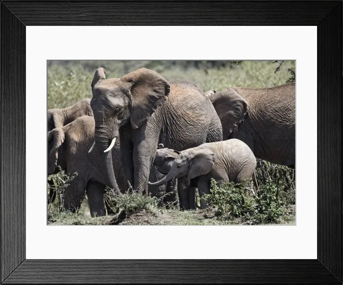 Framed Print : DDE-90019712 Framed Print : DDE-90019712