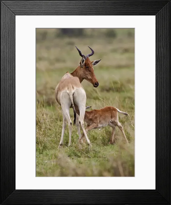 Framed Print : DDE-90019716