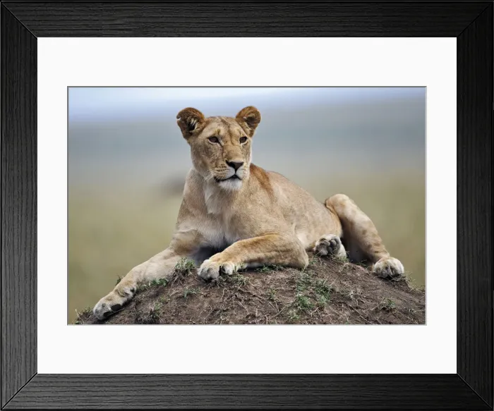 Framed Print : DDE-90019719 Framed Print : DDE-90019719