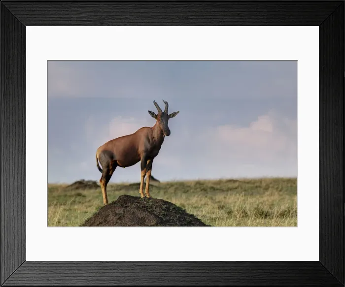 Framed Print : DDE-90019720 Framed Print : DDE-90019720