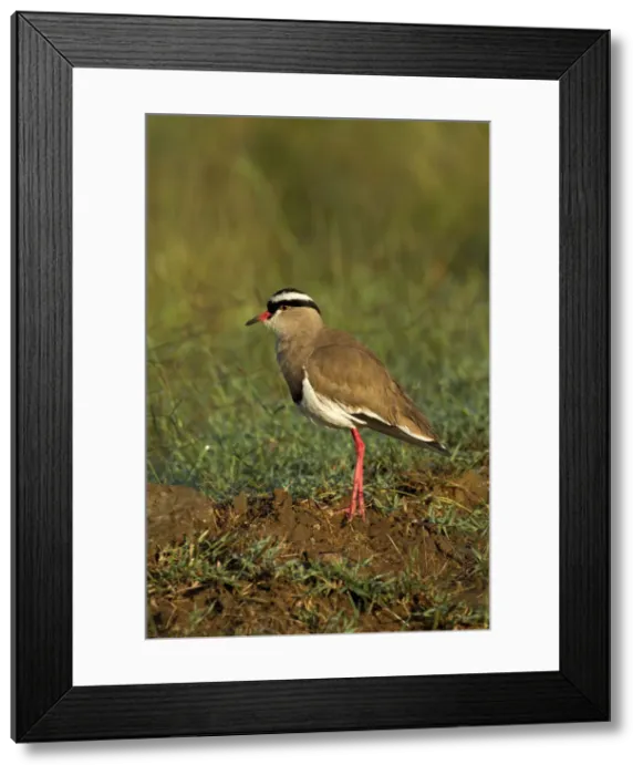 Framed Print : DDE-90019721 Framed Print : DDE-90019721