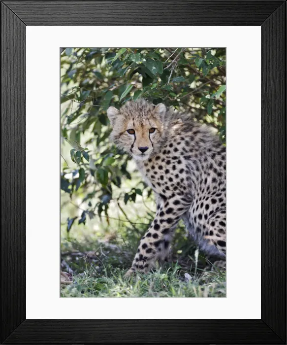 Framed Print : DDE-90019715