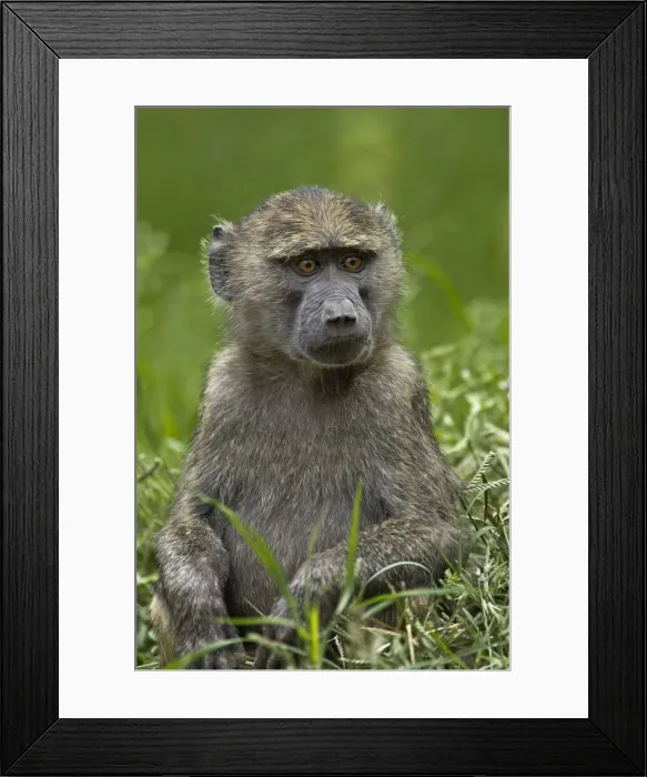Framed Print : DDE-90019725 Framed Print : DDE-90019725