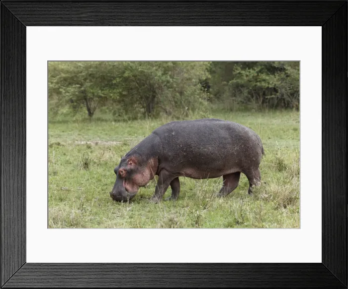 Framed Print : DDE-90019723 Framed Print : DDE-90019723