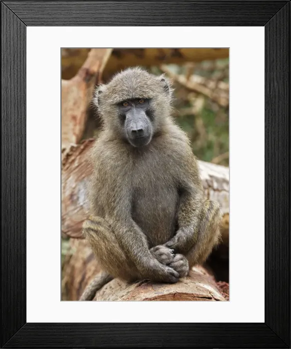 Framed Print : DDE-90019726 Framed Print : DDE-90019726
