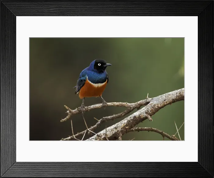 Framed Print : DDE-90019727 Framed Print : DDE-90019727
