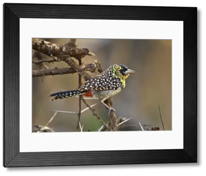 Framed Print : DDE-90019729 Framed Print : DDE-90019729