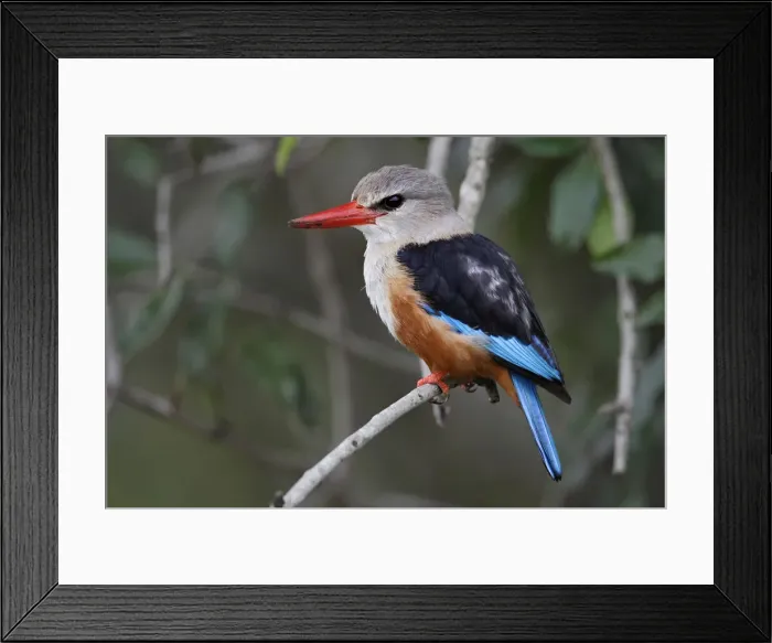 Framed Print : DDE-90019731 Framed Print : DDE-90019731