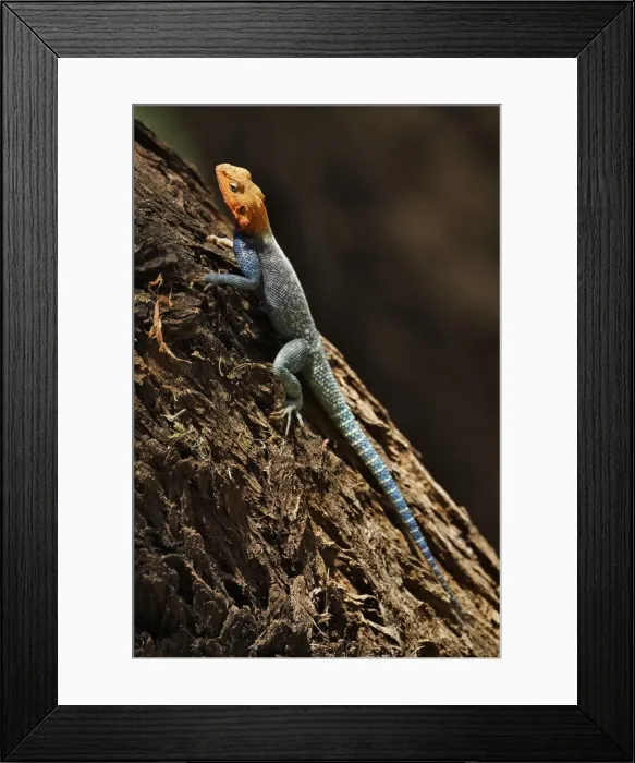 Framed Print : DDE-90019732 Framed Print : DDE-90019732