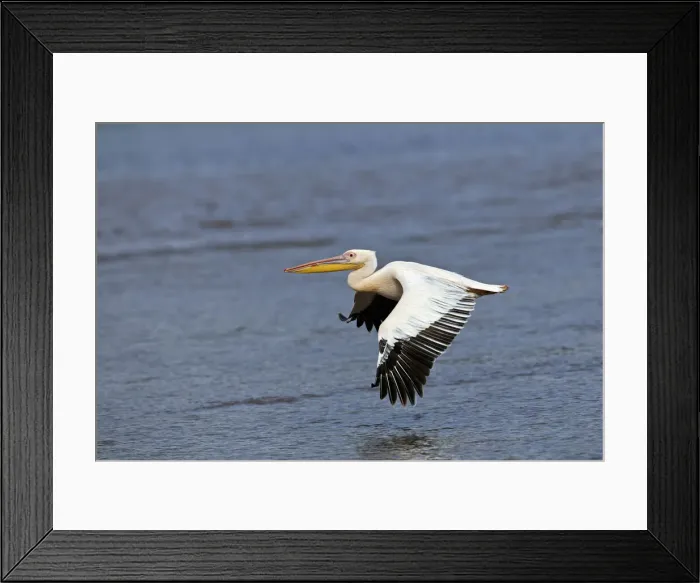 Framed Print : DDE-90019735 Framed Print : DDE-90019735