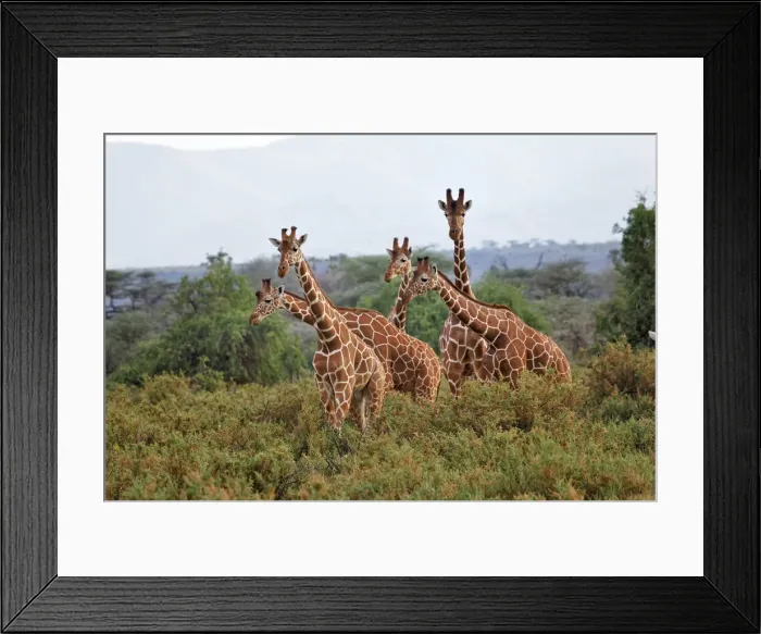 Framed Print : DDE-90019736 Framed Print : DDE-90019736