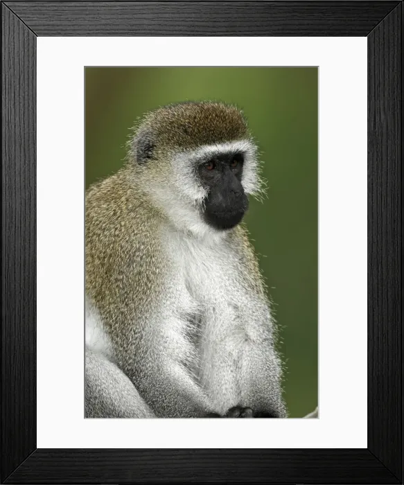 Framed Print : DDE-90019737