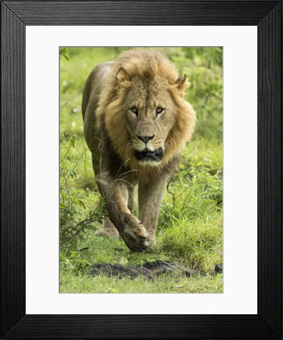 Framed Print : DDE-90019739 Framed Print : DDE-90019739
