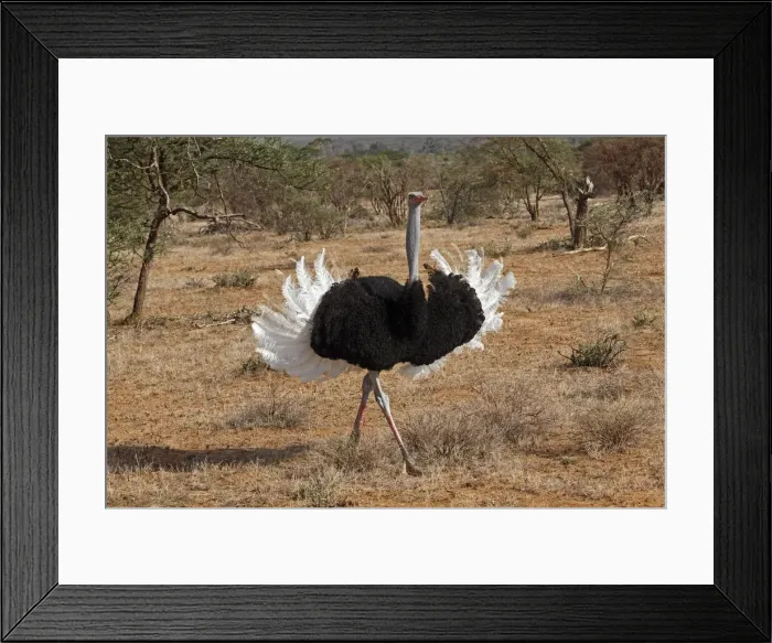 Framed Print : DDE-90019740 Framed Print : DDE-90019740