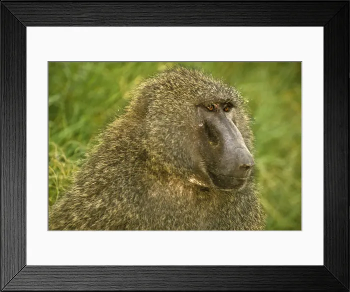 Framed Print : DDE-90019742 Framed Print : DDE-90019742