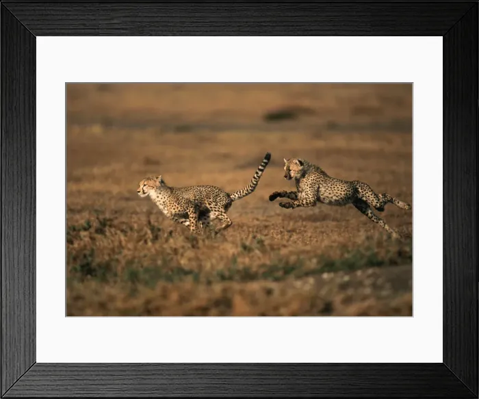 Framed Print : DDE-90019741 Framed Print : DDE-90019741