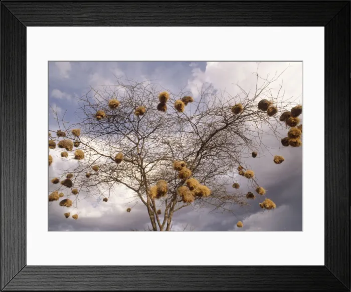Framed Print : DDE-90019743 Framed Print : DDE-90019743