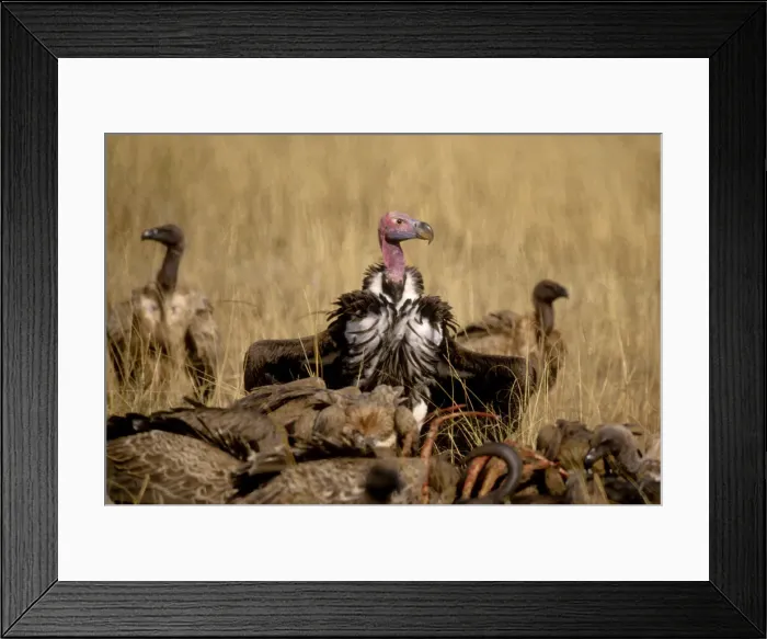 Framed Print : DDE-90019745 Framed Print : DDE-90019745
