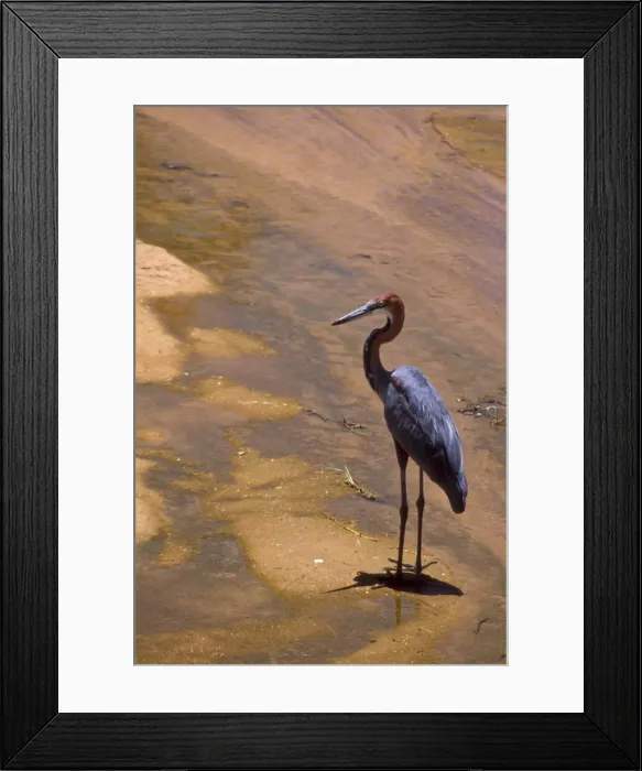 Framed Print : DDE-90019746 Framed Print : DDE-90019746