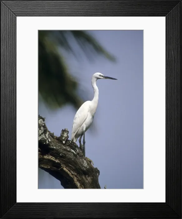 Framed Print : DDE-90019747 Framed Print : DDE-90019747
