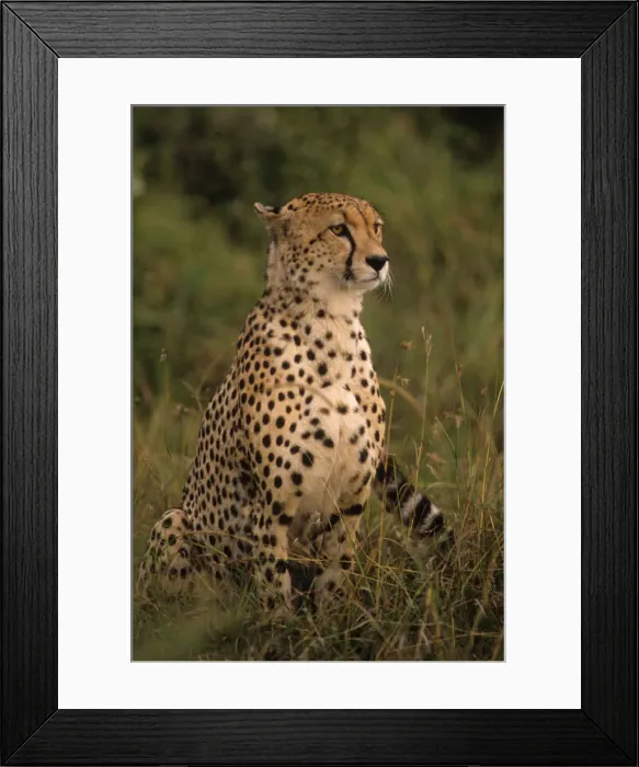 Framed Print : DDE-90019748 Framed Print : DDE-90019748