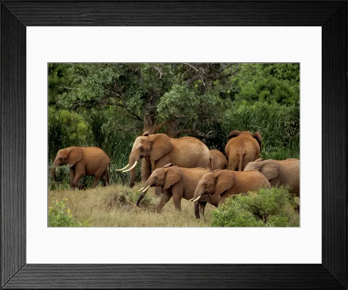 Framed Print : DDE-90019750 Framed Print : DDE-90019750