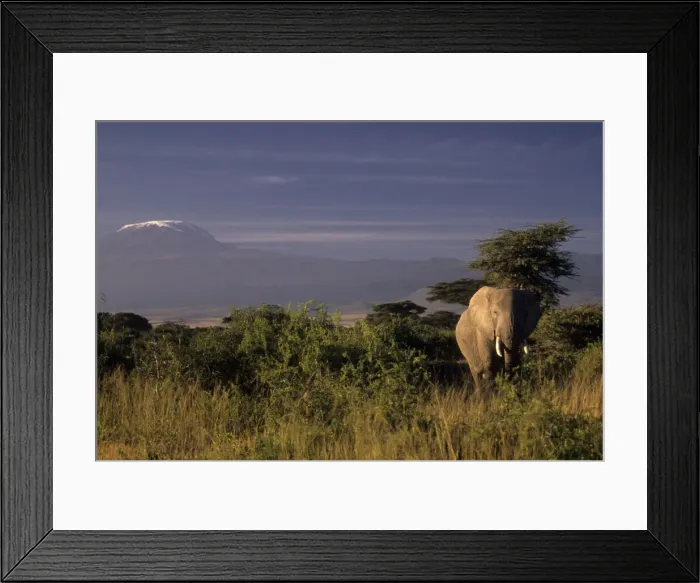Framed Print : DDE-90019752 Framed Print : DDE-90019752