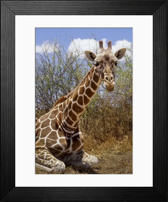 Framed Print : DDE-90019753 Framed Print : DDE-90019753