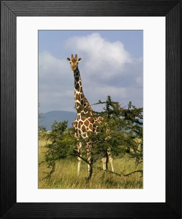 Framed Print : DDE-90019754 Framed Print : DDE-90019754
