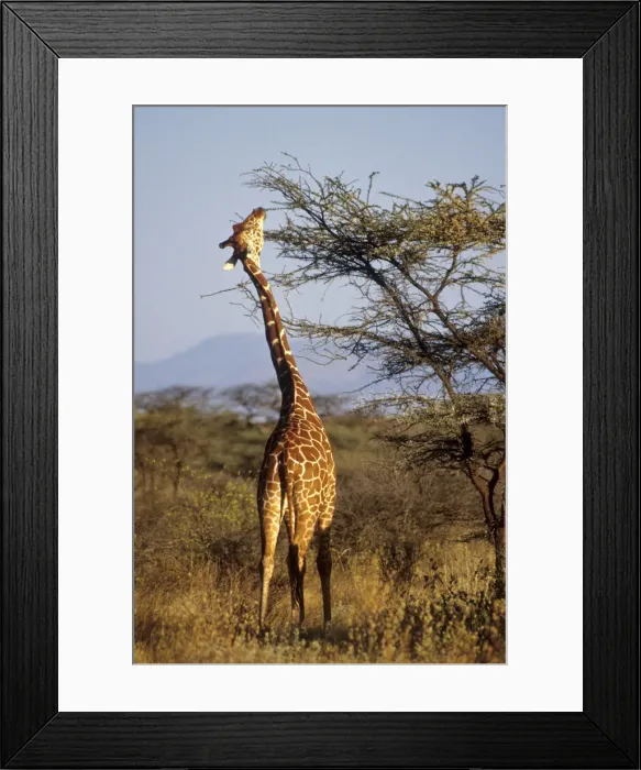 Framed Print : DDE-90019755 Framed Print : DDE-90019755