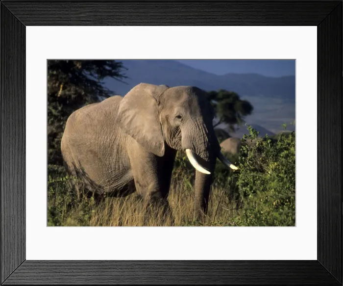 Framed Print : DDE-90019751 Framed Print : DDE-90019751