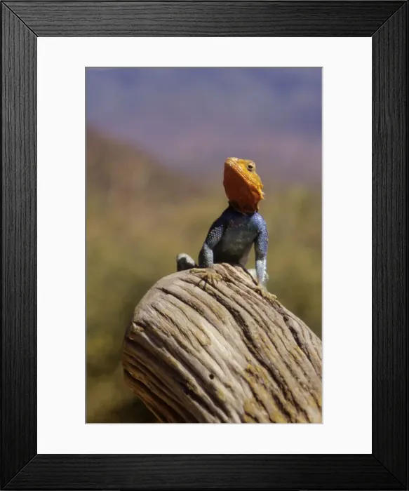 Framed Print : DDE-90019757 Framed Print : DDE-90019757