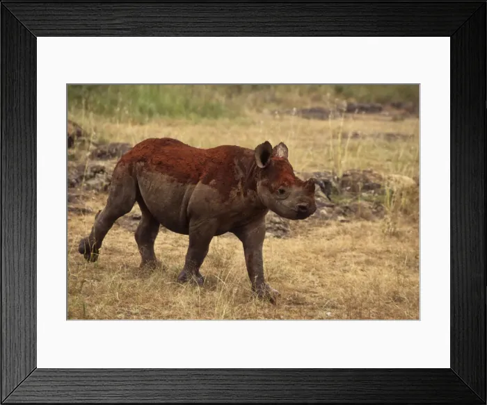 Framed Print : DDE-90019758 Framed Print : DDE-90019758