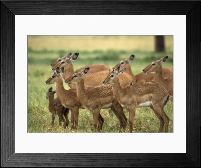 Framed Print : DDE-90019756
