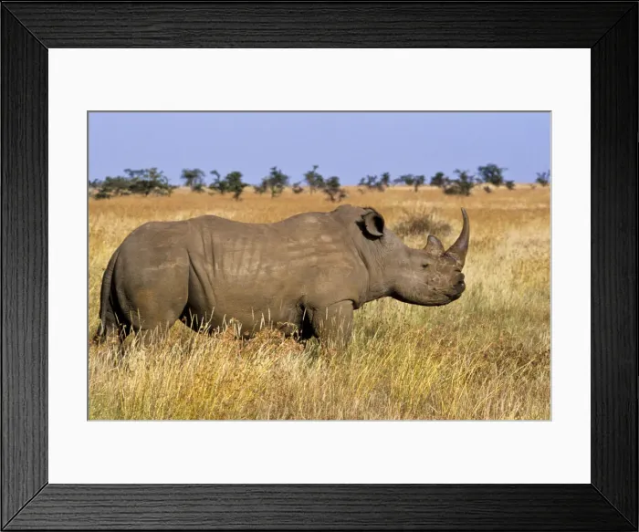 Framed Print : DDE-90019759