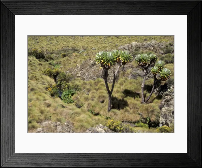 Framed Print : DDE-90019762