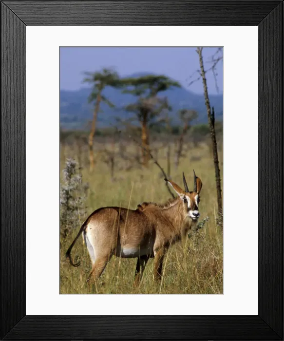 Framed Print : DDE-90019760 Framed Print : DDE-90019760