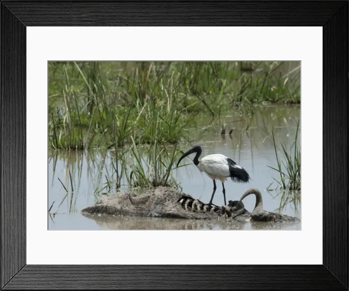 Framed Print : DDE-90019767 Framed Print : DDE-90019767