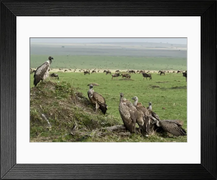 Framed Print : DDE-90019772 Framed Print : DDE-90019772