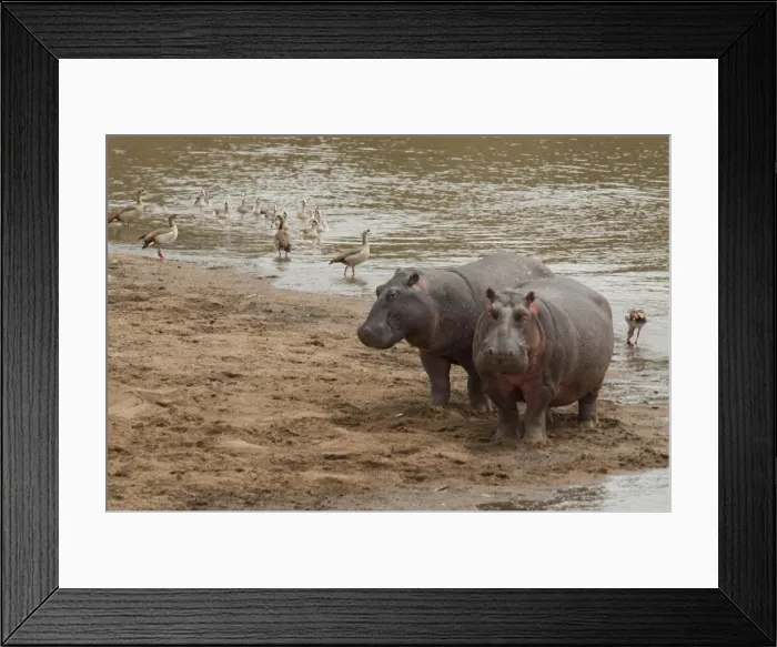 Framed Print : DDE-90019771 Framed Print : DDE-90019771