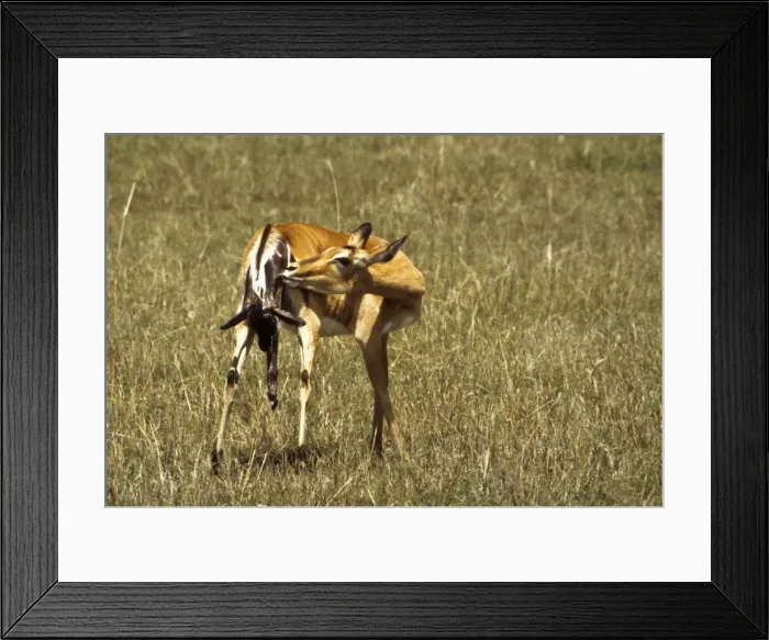 Framed Print : DDE-90019777 Framed Print : DDE-90019777