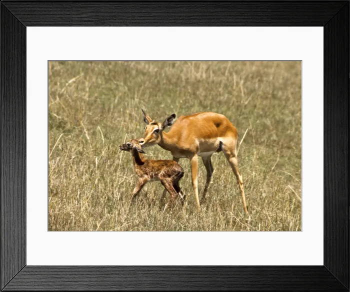 Framed Print : DDE-90019778 Framed Print : DDE-90019778