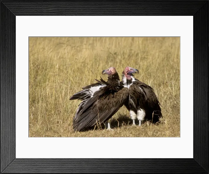 Framed Print : DDE-90019781 Framed Print : DDE-90019781