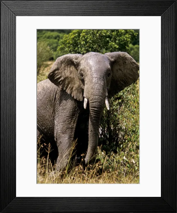 Framed Print : DDE-90019782 Framed Print : DDE-90019782