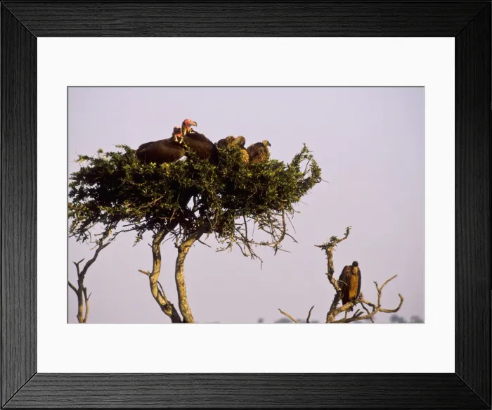 Framed Print : DDE-90019783 Framed Print : DDE-90019783