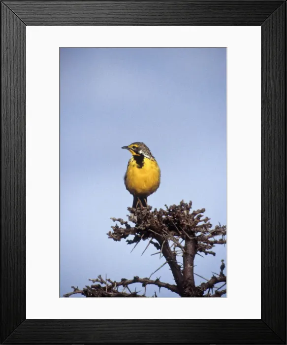 Framed Print : DDE-90019784 Framed Print : DDE-90019784