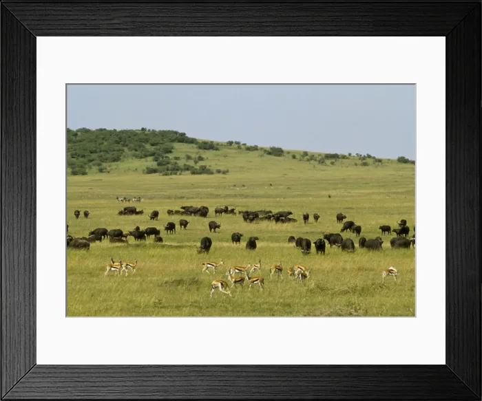 Framed Print : DDE-90019786 Framed Print : DDE-90019786
